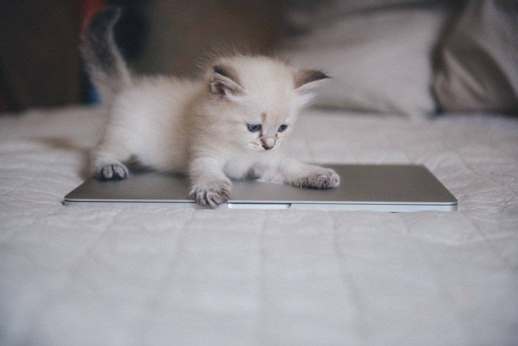 ragdoll cat