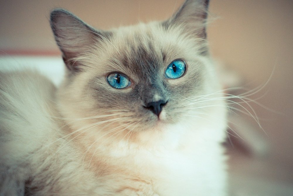 ragdoll cute cat