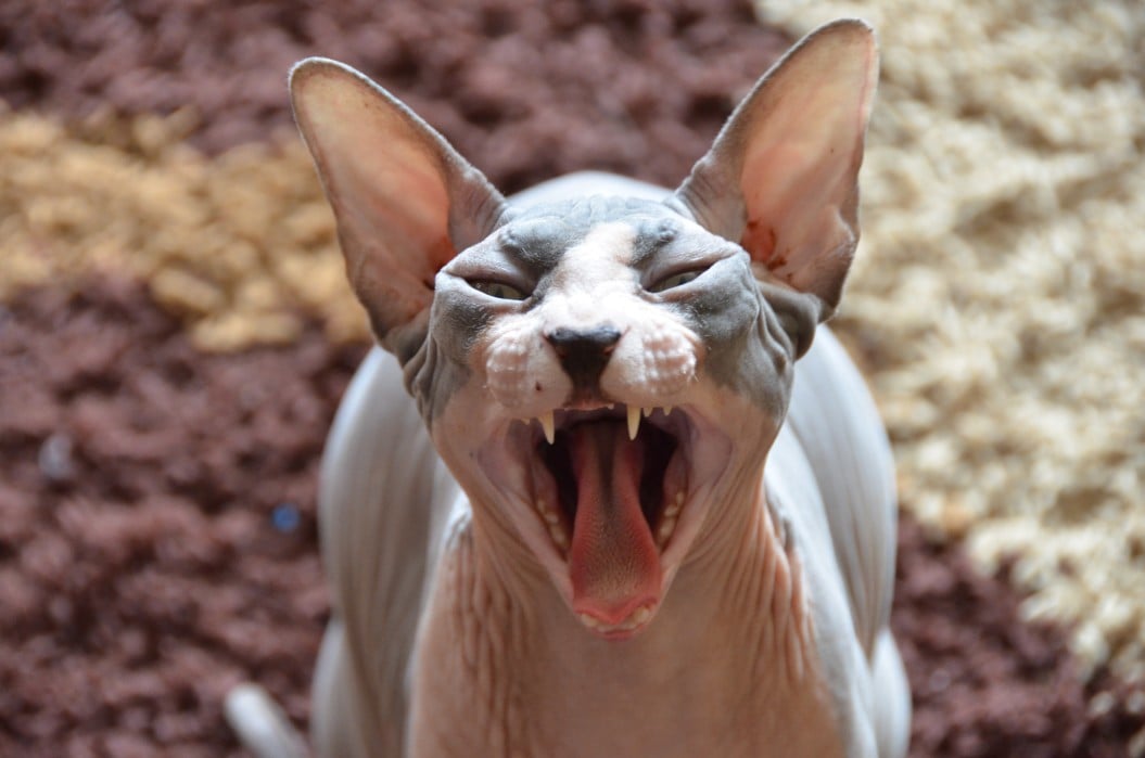 Sphynx Cat