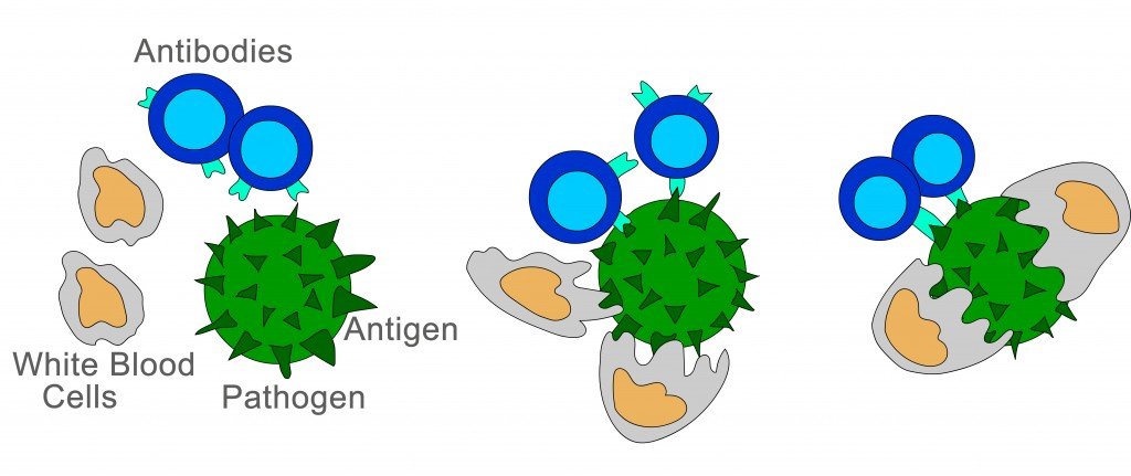 white blood cell kill pathogen