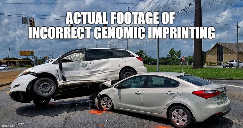 Actual footage of incorrect genomic imprinting meme