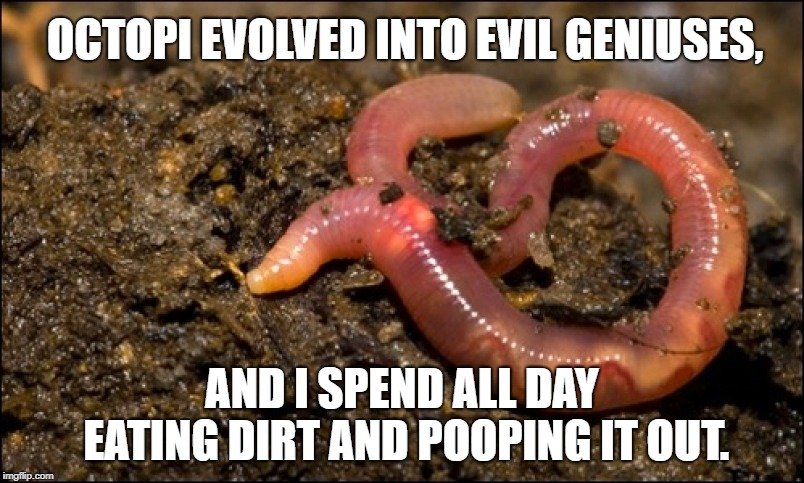 Octopi evolved into evil geniuses meme