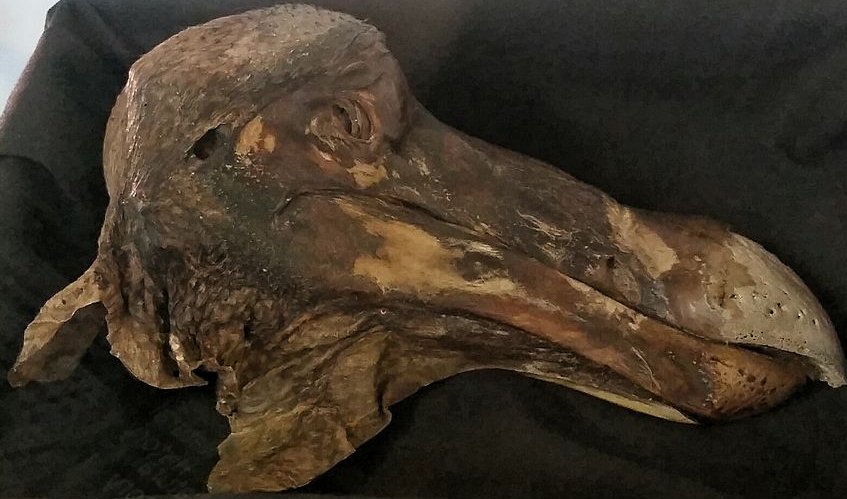 Oxford_Dodo_head