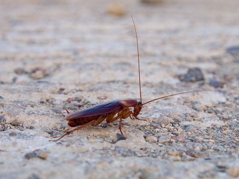 Periplaneta_americana