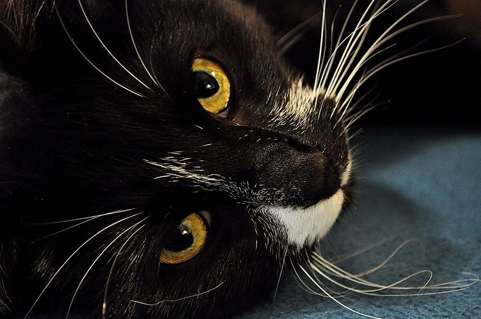 Pet Cat Cute Animal Whisker Eyes Black White