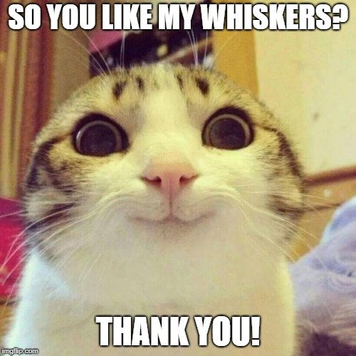 SO YOU LIKE MY WHISKERS THANK YOU meme