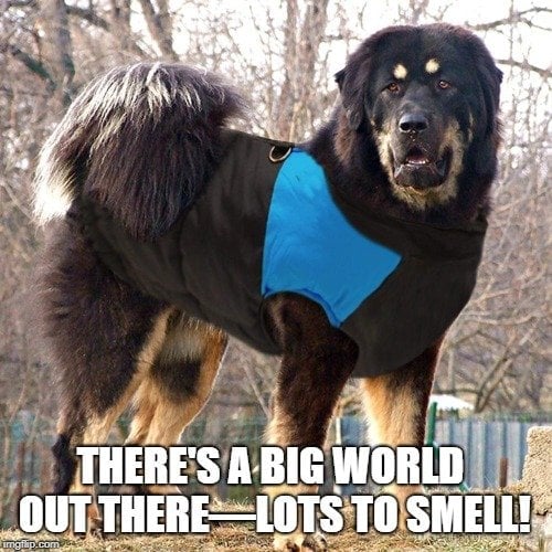 There's a big world out there—lots to smell! meme
