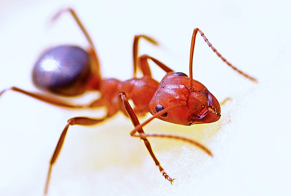 ant-macro-insect-red