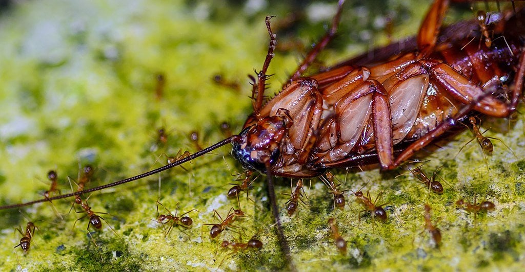 cockroach