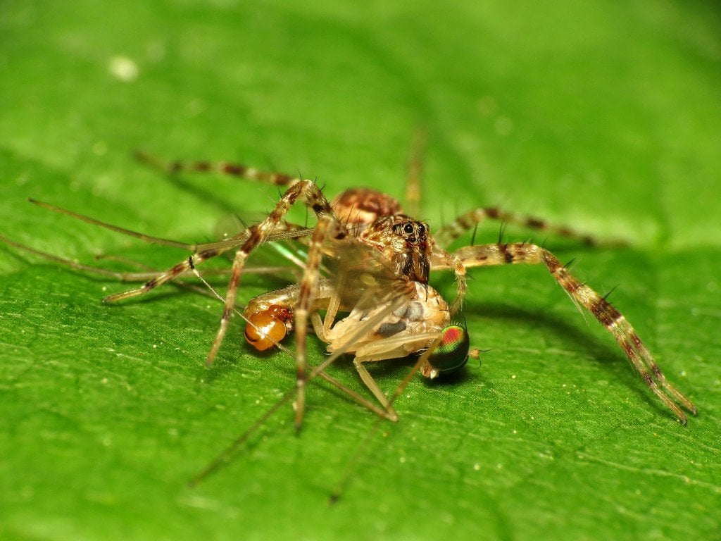 Spider preying on insect