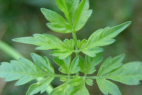 Autotrophs leaves