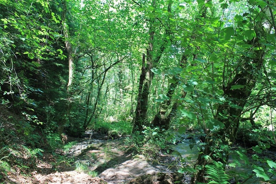 Autotrophs, tree ,forest