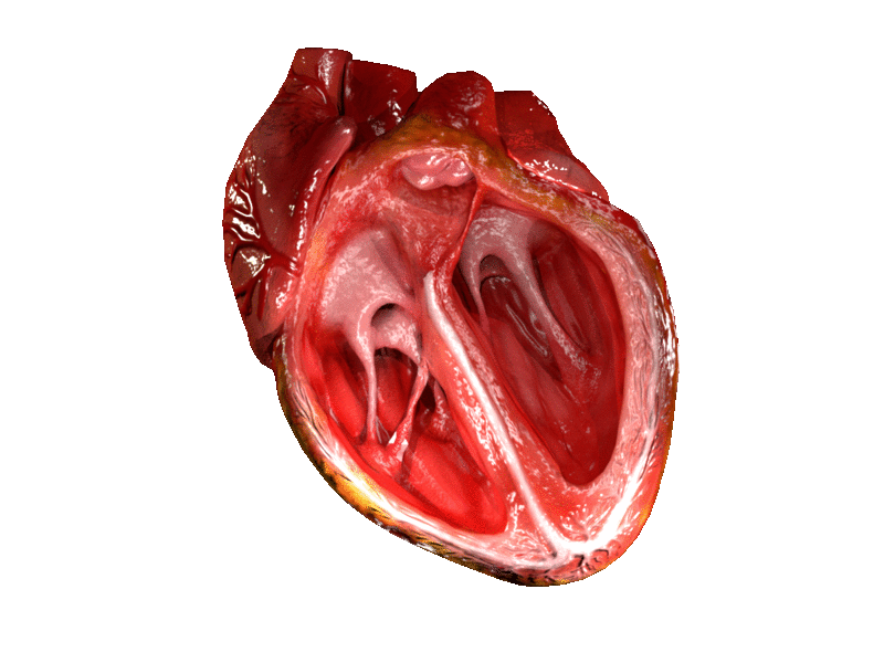 Image: How Does The Heart Pump Blood? » Science ABC