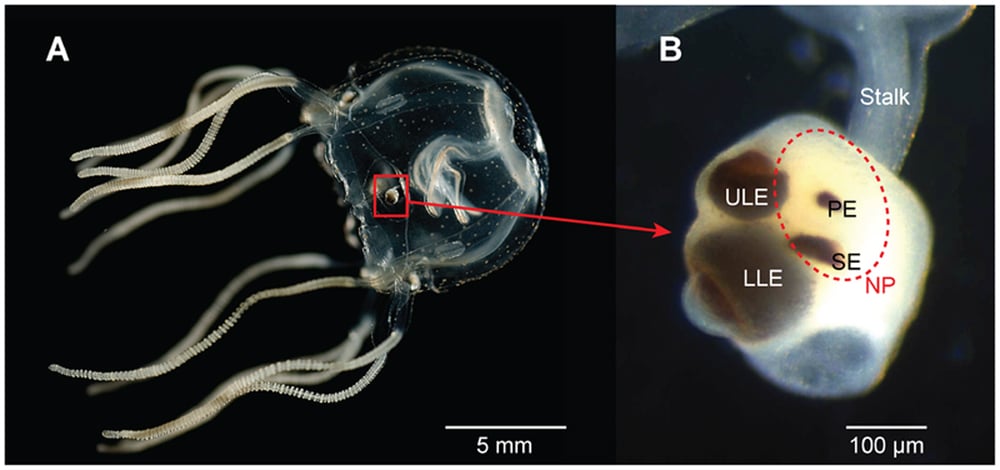 Cubozoan visual system