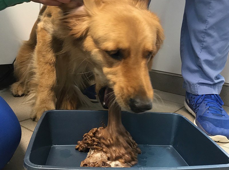 A dog vomiting on a plate