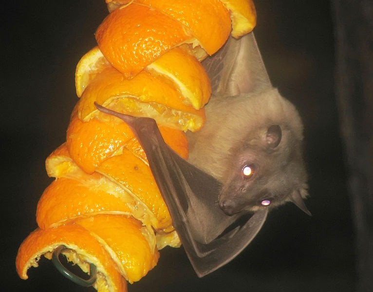 Egyptian.fruitbat