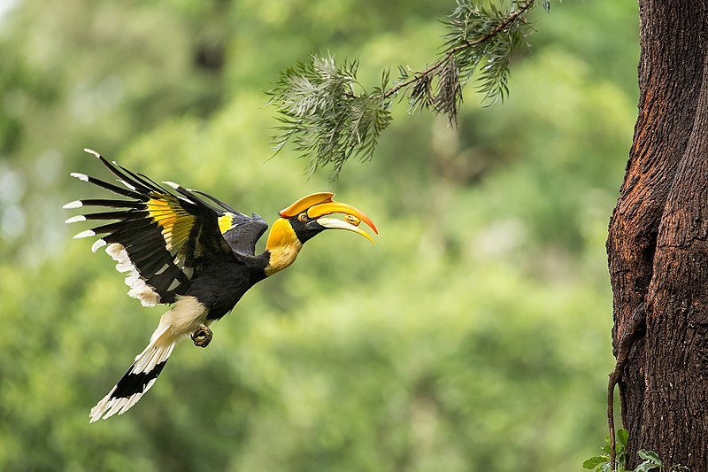 Female_Great_Hornbill_carrying_food