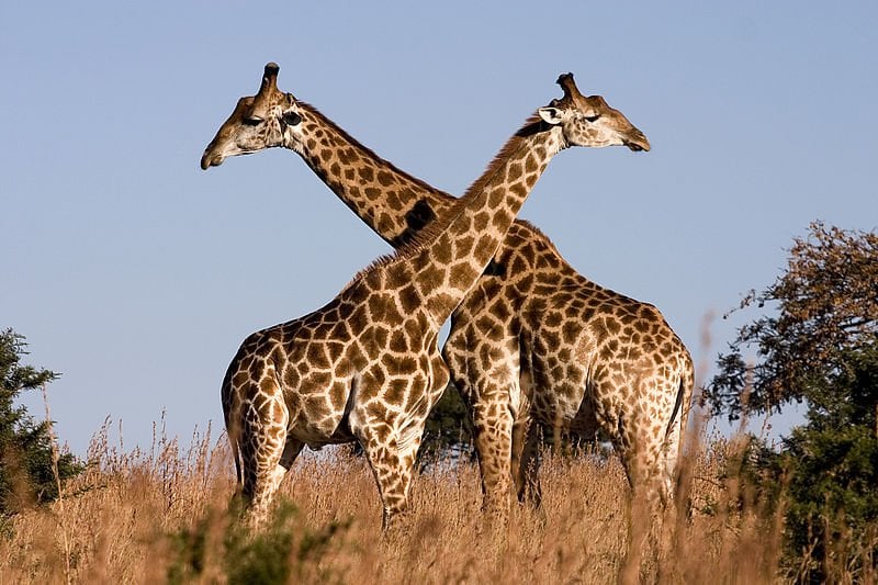 Giraffe_Ithala_KZN_South_Africa_Luca_Galuzzi