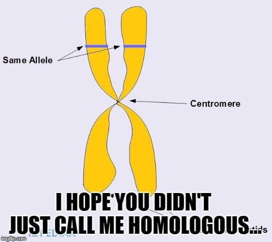 I hope you didn't just call me homologous meme