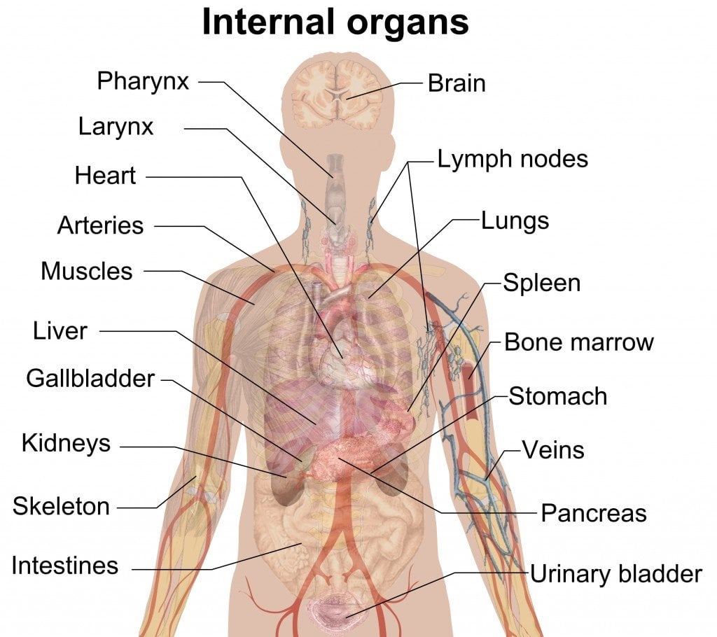 Internal_organs