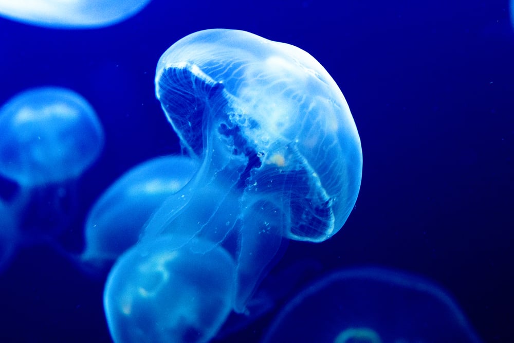 Jellyfishes Swimming In The Sea(Wende Images)s