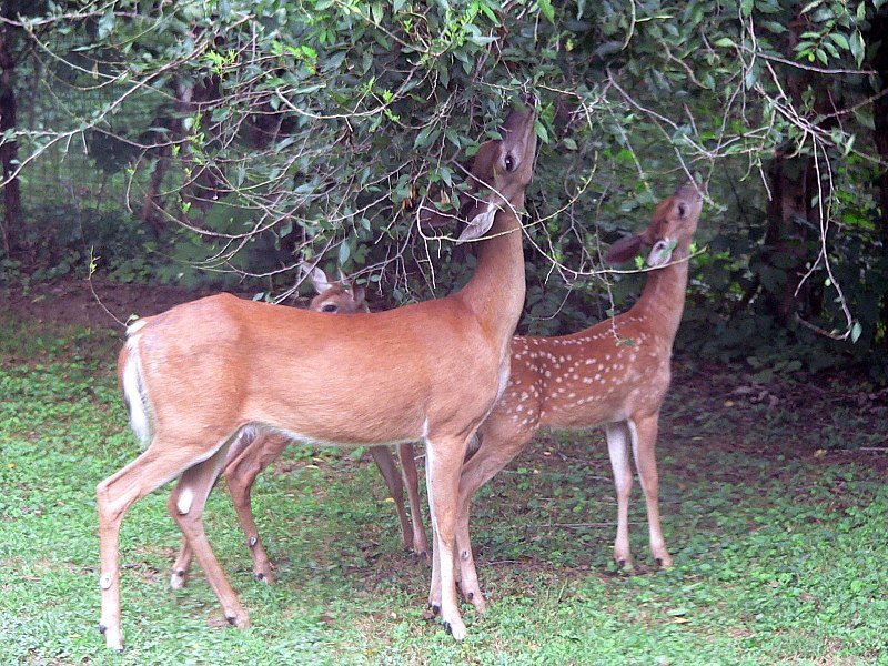 White-tailed_deer