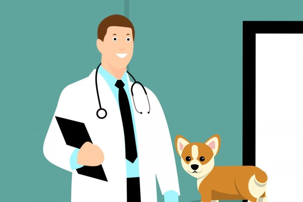 dog and doctor