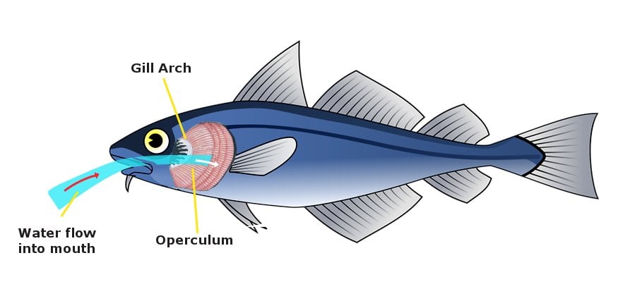 fish diagram