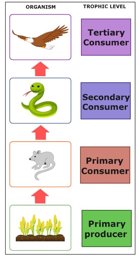 food chain