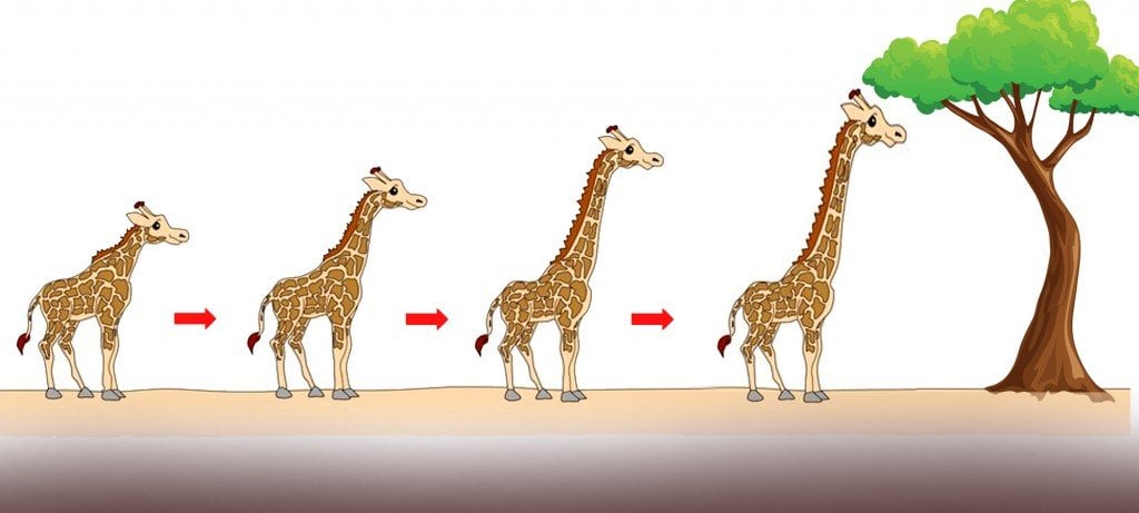 Giraffe Neck: Why Do Giraffes Have Long Necks?