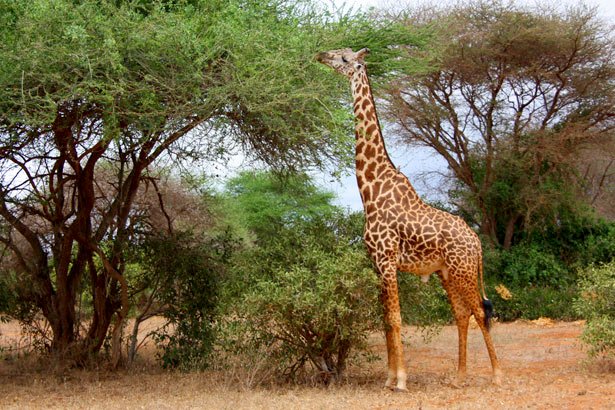 Giraffe Neck: Why Do Giraffes Have Long Necks?