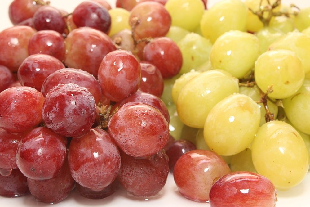 are purple grapes bad for dogs