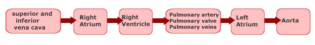 heart blood flow diagram