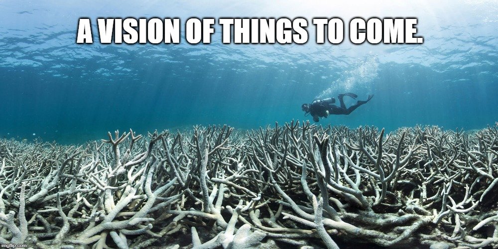 Coral Reef Meme