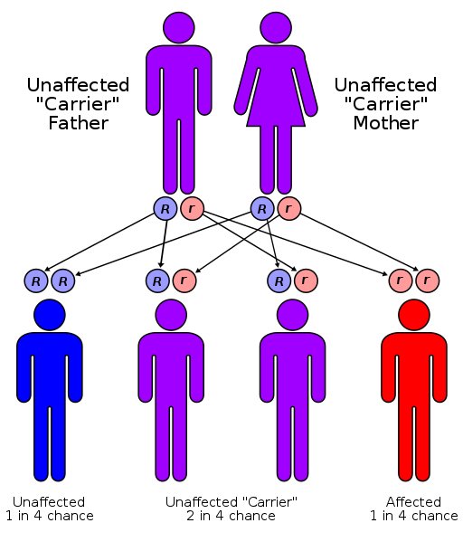 Autorecessive