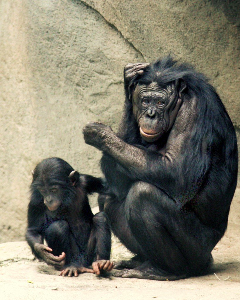 Bonobos Lana & Kesi 2006 CALVIN IMG 1301