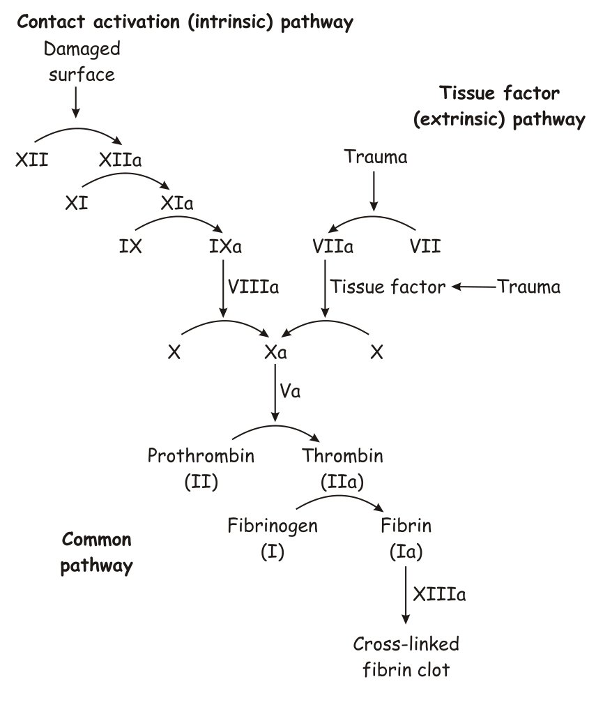 Coagulation coscade