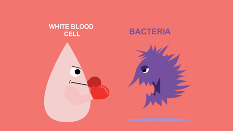 White blood cell & bacteria