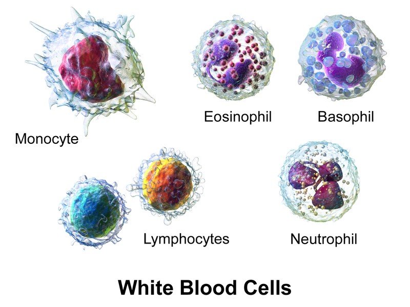 type of white blood cells