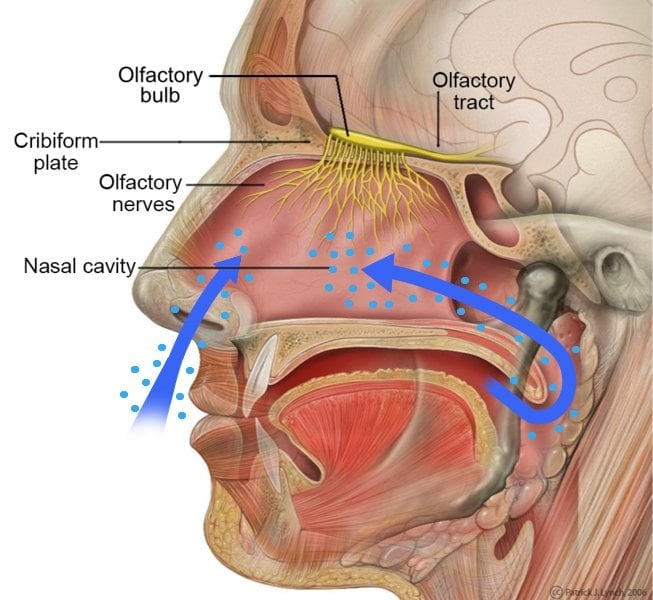 olfactory system