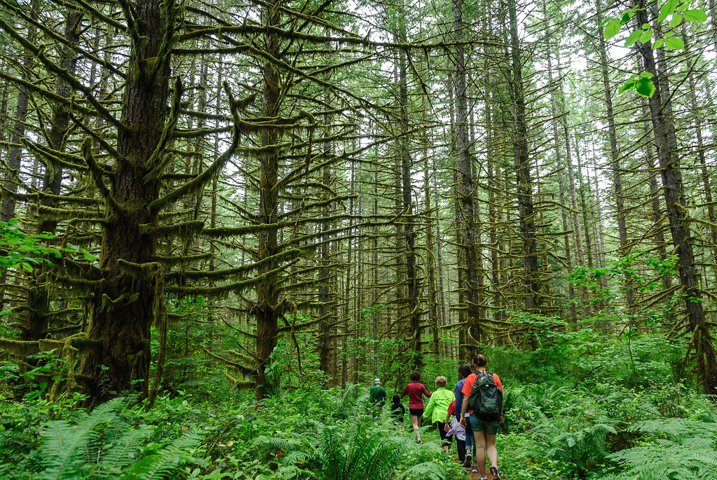 temperast forest