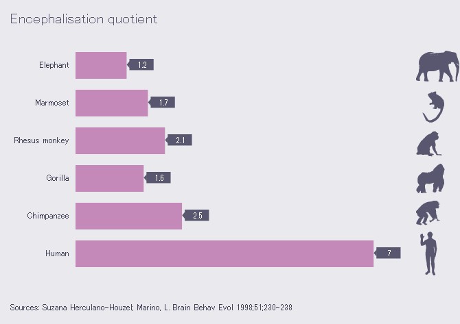 Brain_size_comparison_-_Encephalisation_quotient