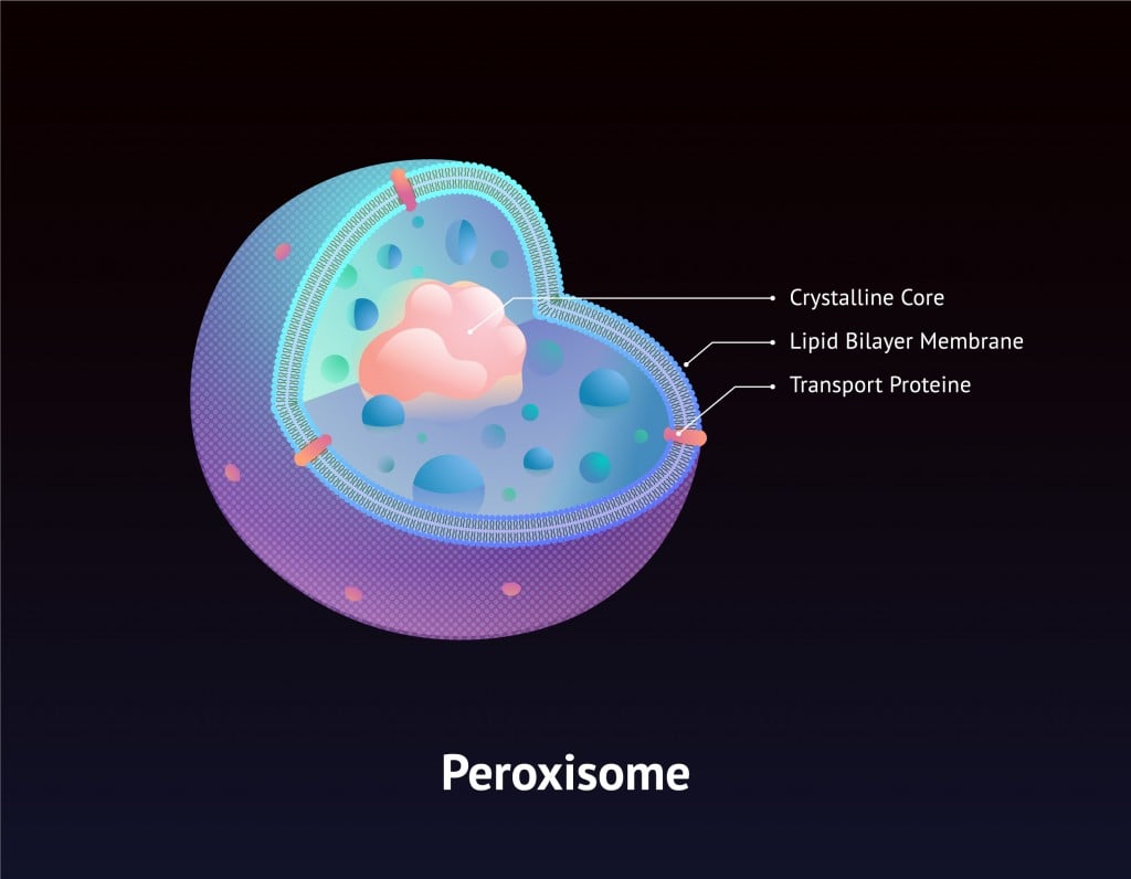 Peroxisome realistic cross section isolated on dark background with crystalline core, membrane and transport protein. - Vector(Bananafish)s