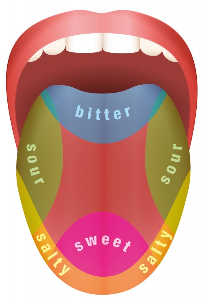 Tongue with four different taste areas - bitter, sweet, sour and salty. Isolated vector illustration on white background. - Vector( Peter Hermes Furian)s