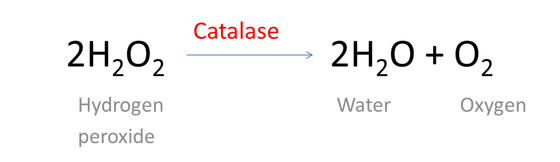 hydrogen peroxide reaction with catalase 