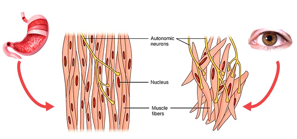 smooth muscle