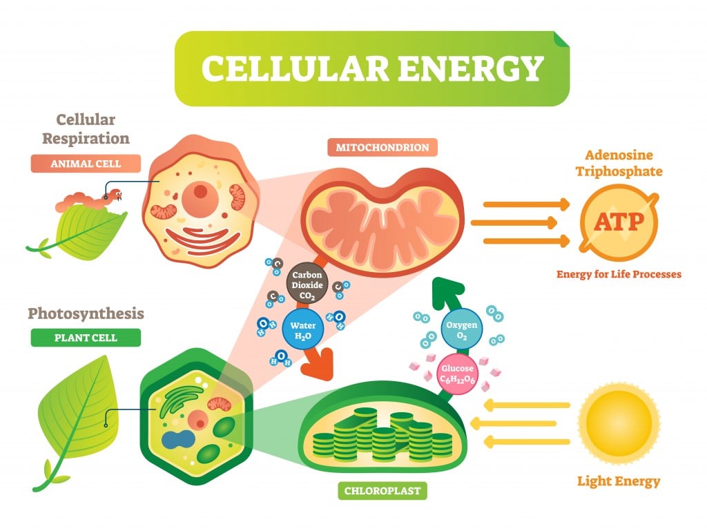 Diagrama da ilustração do vetor do ciclo da energia da pilha do animal e da planta com interação do mitocôndria e do cloroplasto.  - Vetor (VectorMine) s