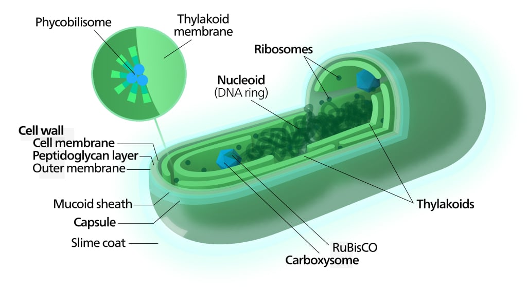 Cyanobacteria