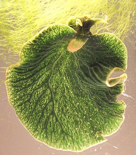 Corpo Elysia chlorotica