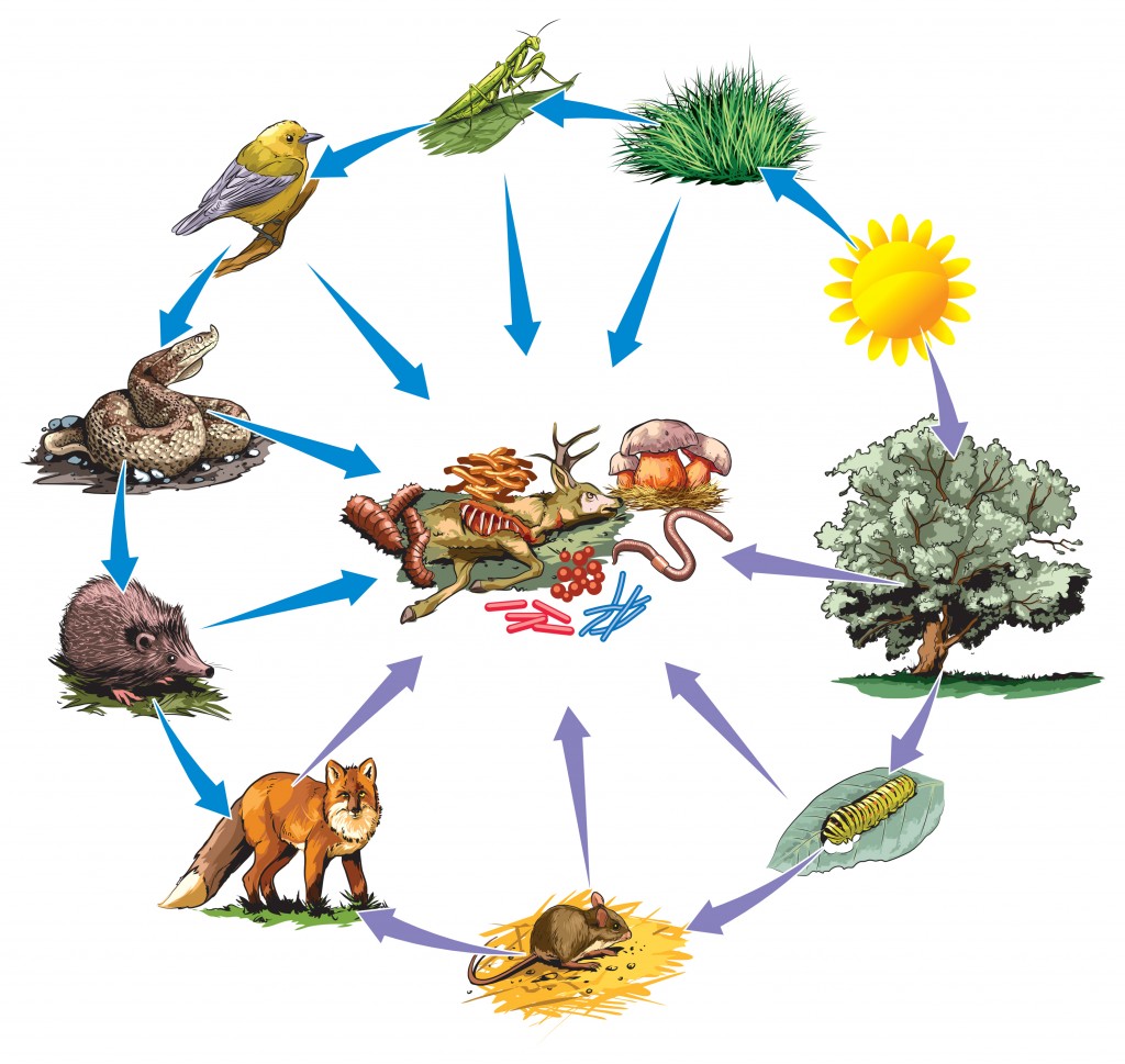 Food chain - Vector( NoPainNoGain)s